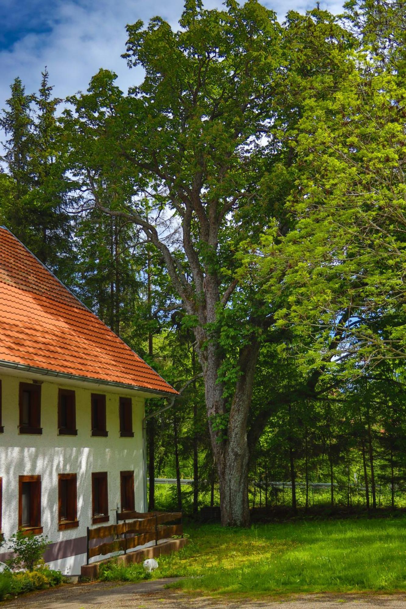 Schwarzwald Escape Guest House Gorwihl Bagian luar foto